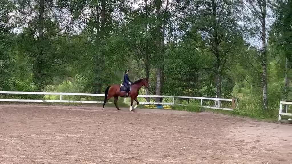 Dressyr hästar till salu: Snygg dressyrhäst - Video 1