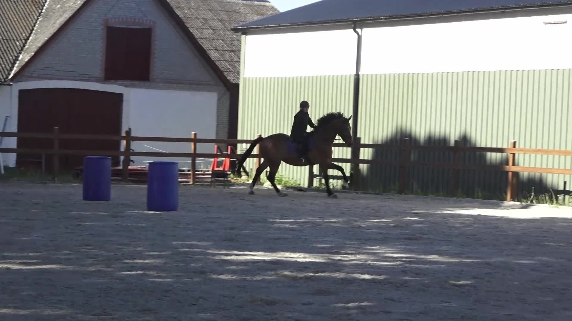 Allround hästar till salu: Hopp/dressyrämne - Video 1