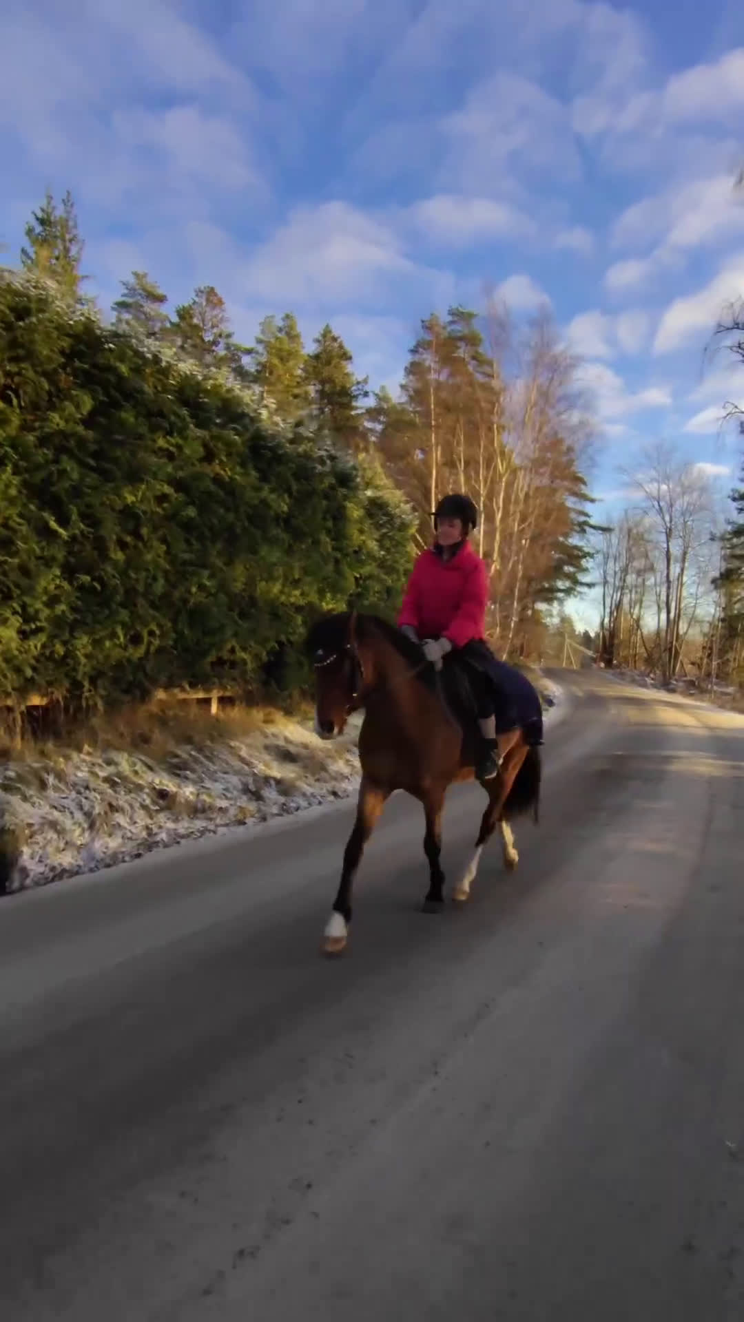 Allround hästar sökes: Ponnyn köpes, ung eller äldre och rutinerad  - Video 5