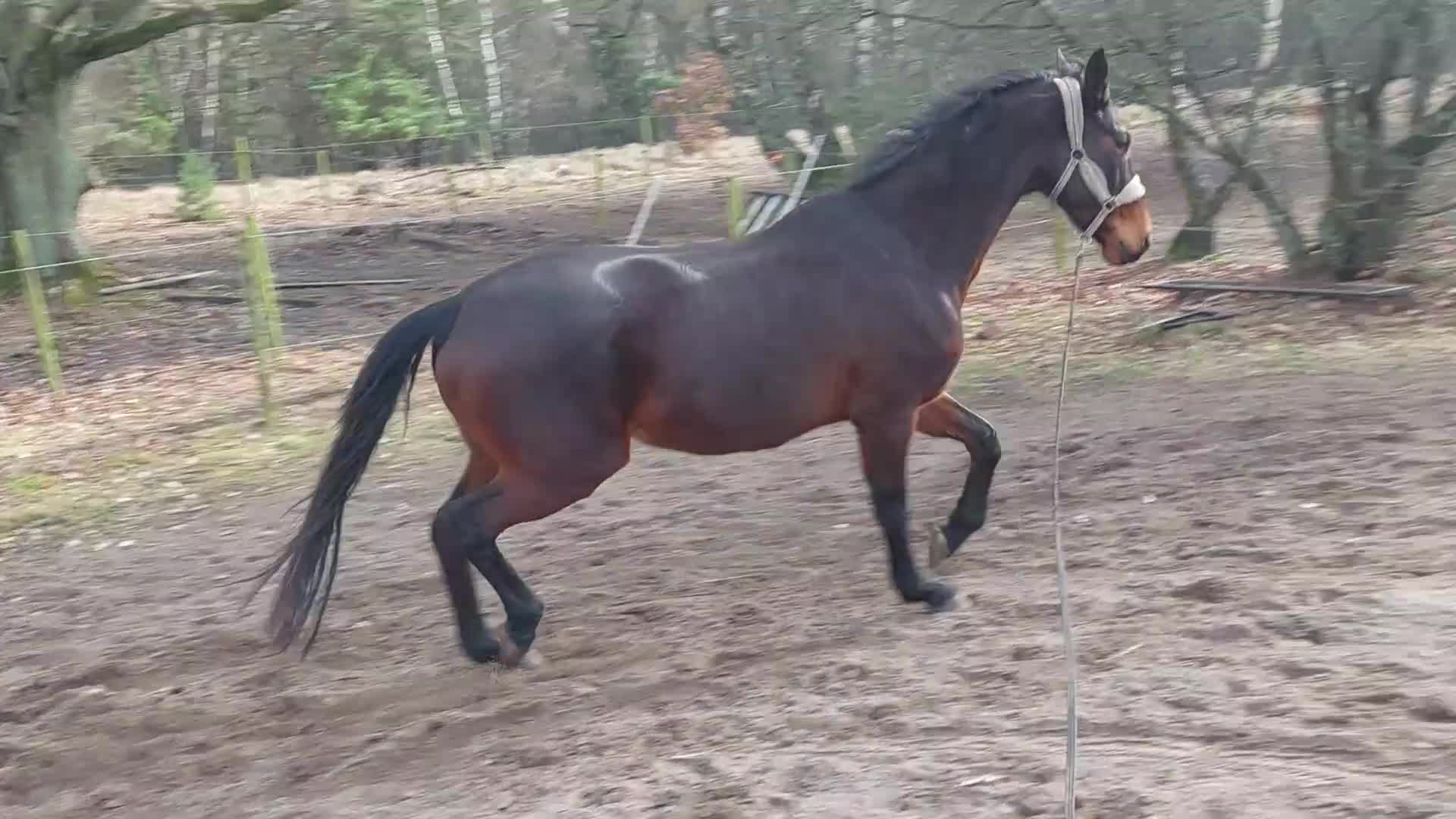 Dressyr hästar till salu: Flott dressyrsto - Video 1