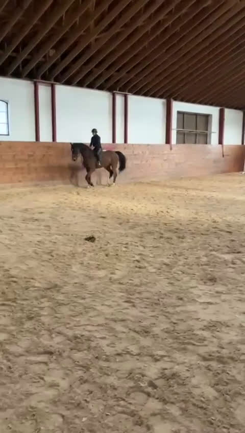 Körning hästar till salu: Lovande körämne - KAP! - Video 2