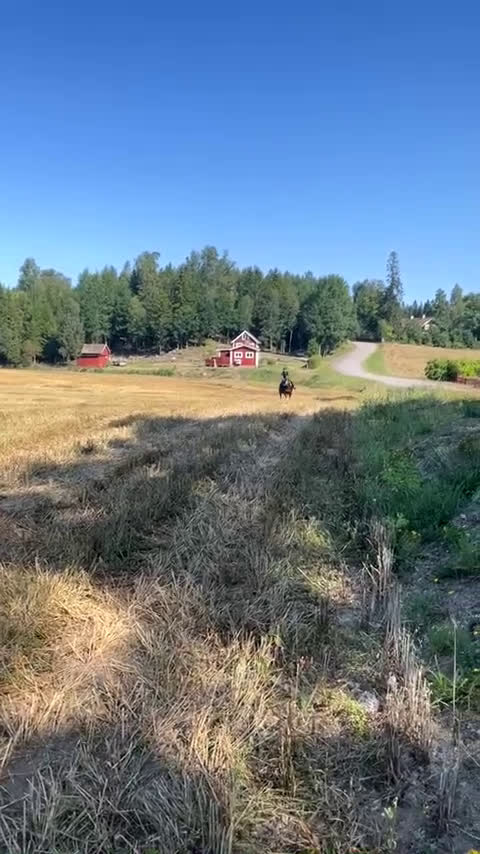 Allround hästar till salu: Genomsnäll hobbyhäst  i Linneryd - Video 1