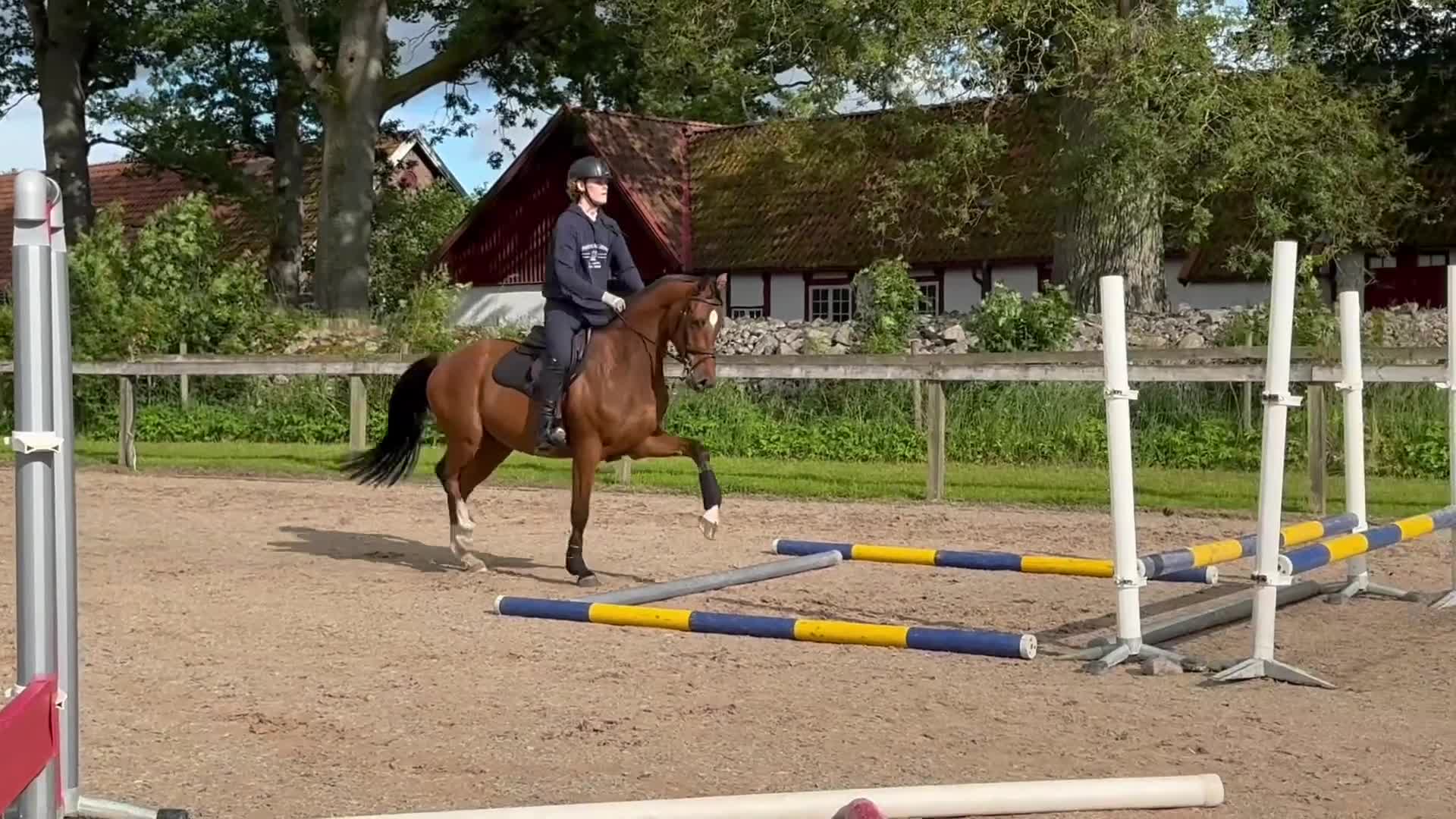 Hoppning hästar till salu: Sockersöt valack  - Video 3