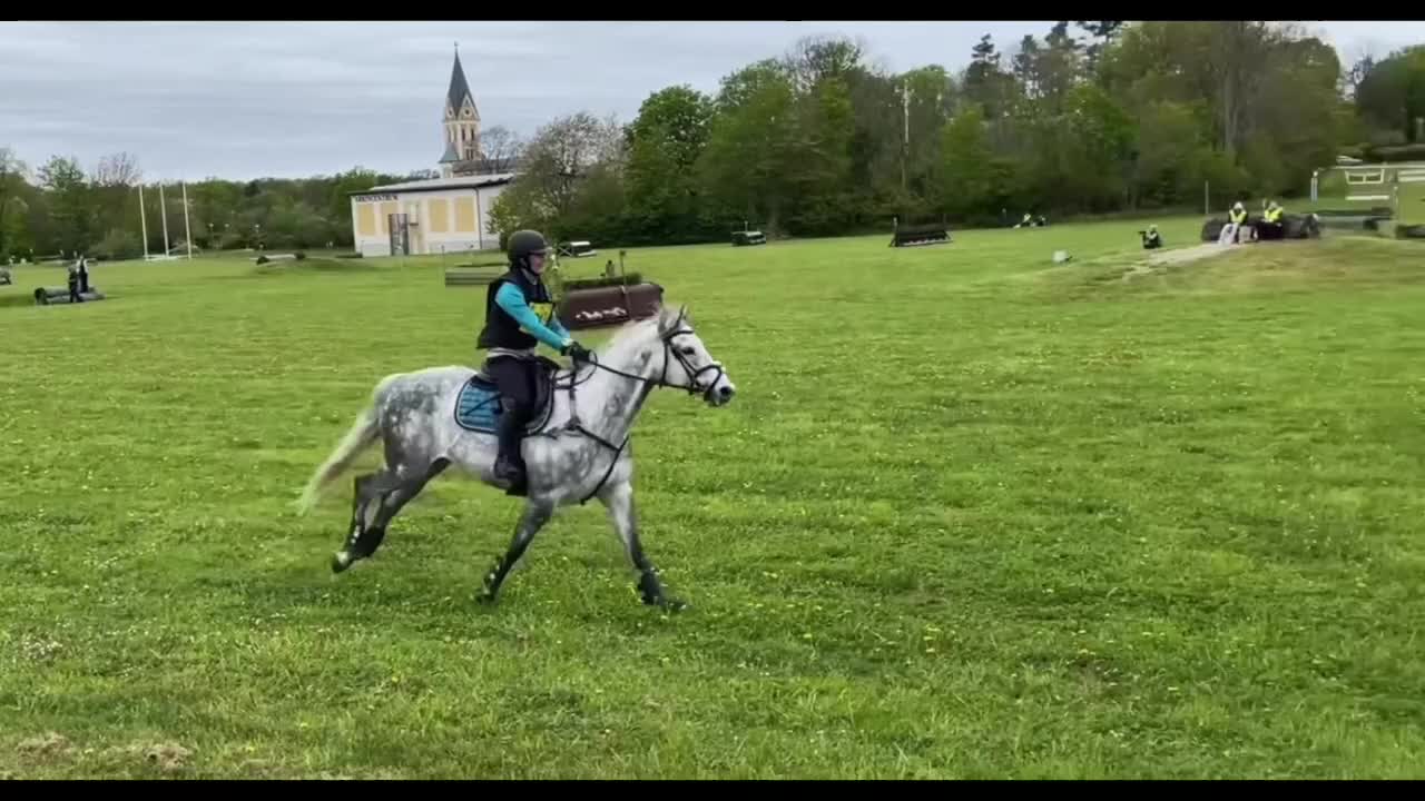 Allround hästar till salu: Lyxig allroundhäst i Backaryd - Video 3
