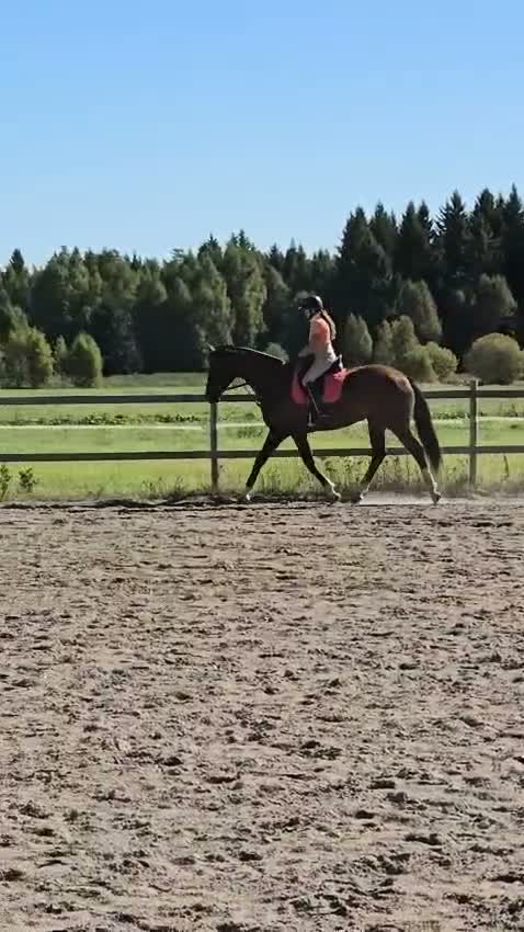 Dressyr hästar till salu: 4-årigt SWB-sto - Video 2