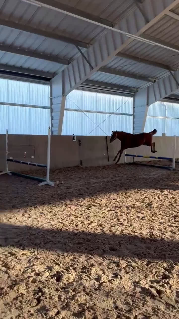 Hoppning hästar till salu: Arezzo VDL - Indoctro - Mr Blue - Video 3
