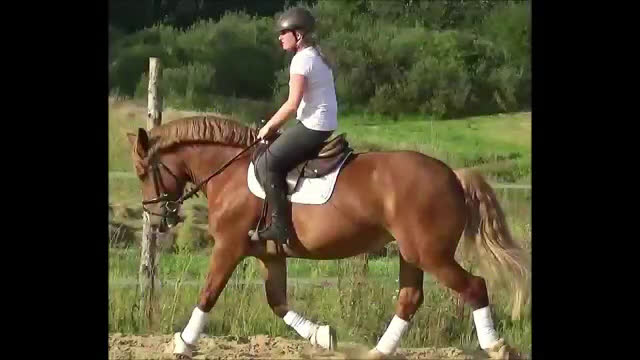 Allround hästar till salu: Fantastic bombproof Princess i Örsundsbro - Video 1
