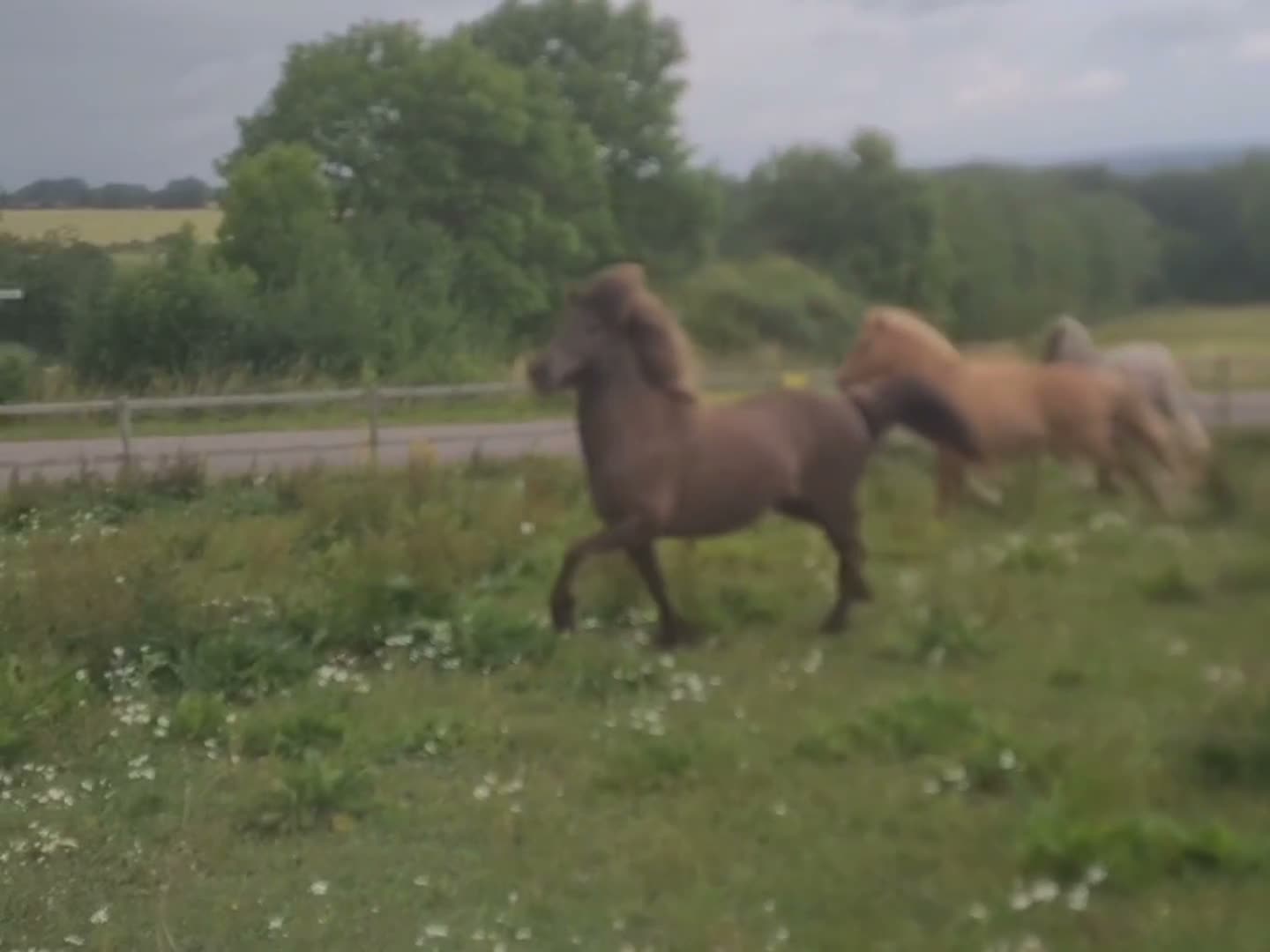 Island hästar till salu: 5-gångssto - Video 1
