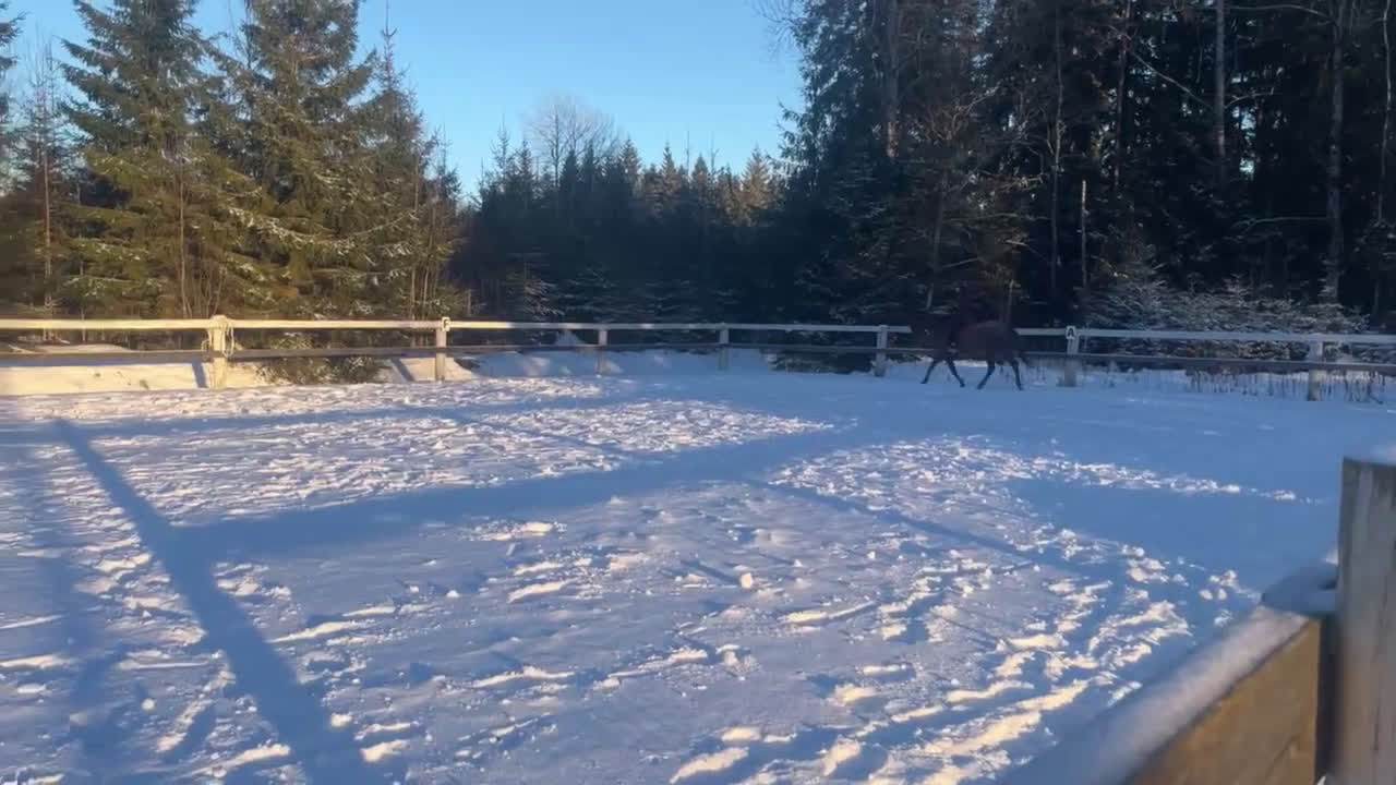 Western hästar till salu: Fint Appaloosa sto - Video 1