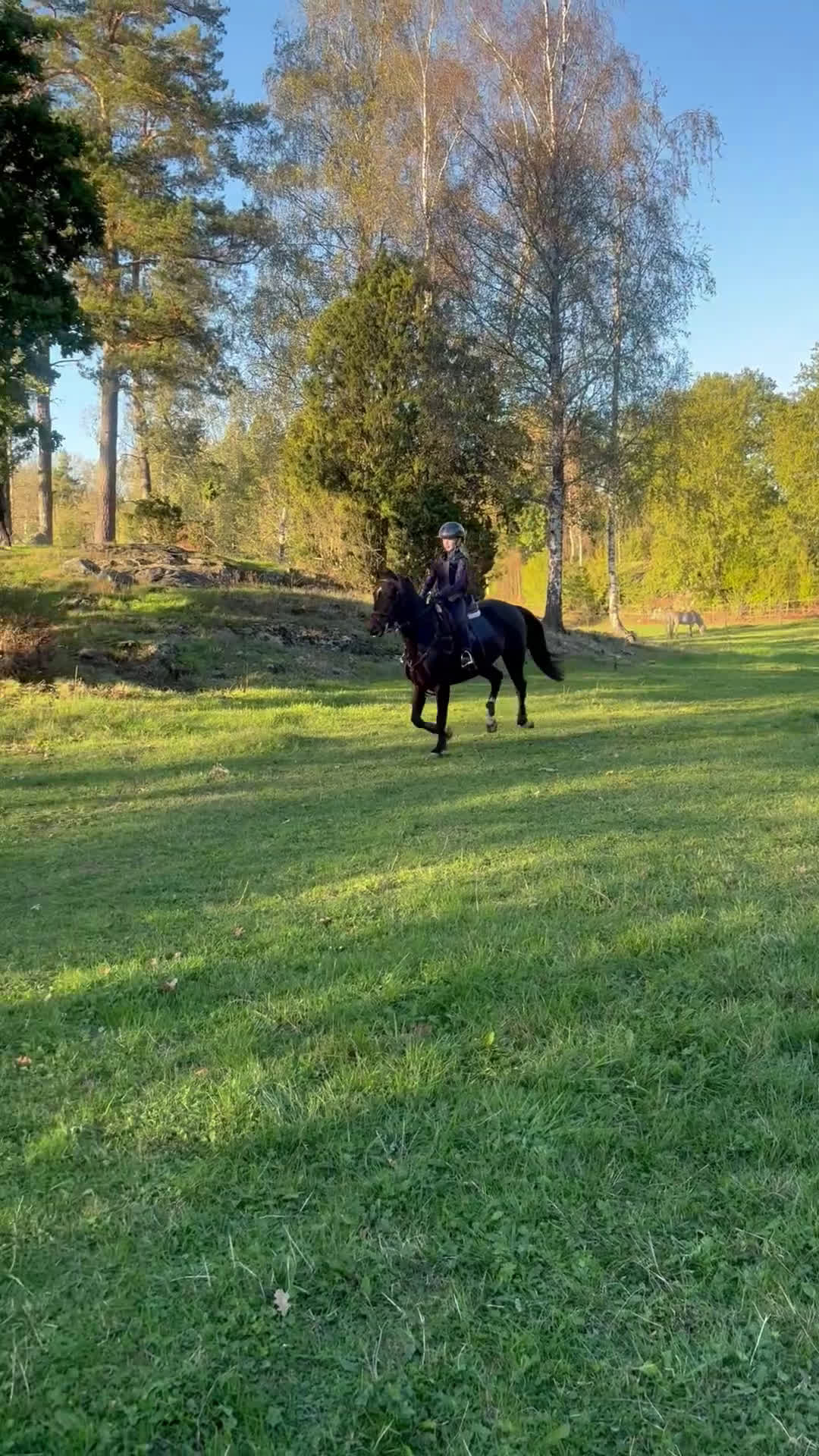 Hoppning hästar till salu: Guldponny i Lekeryd - Video 3