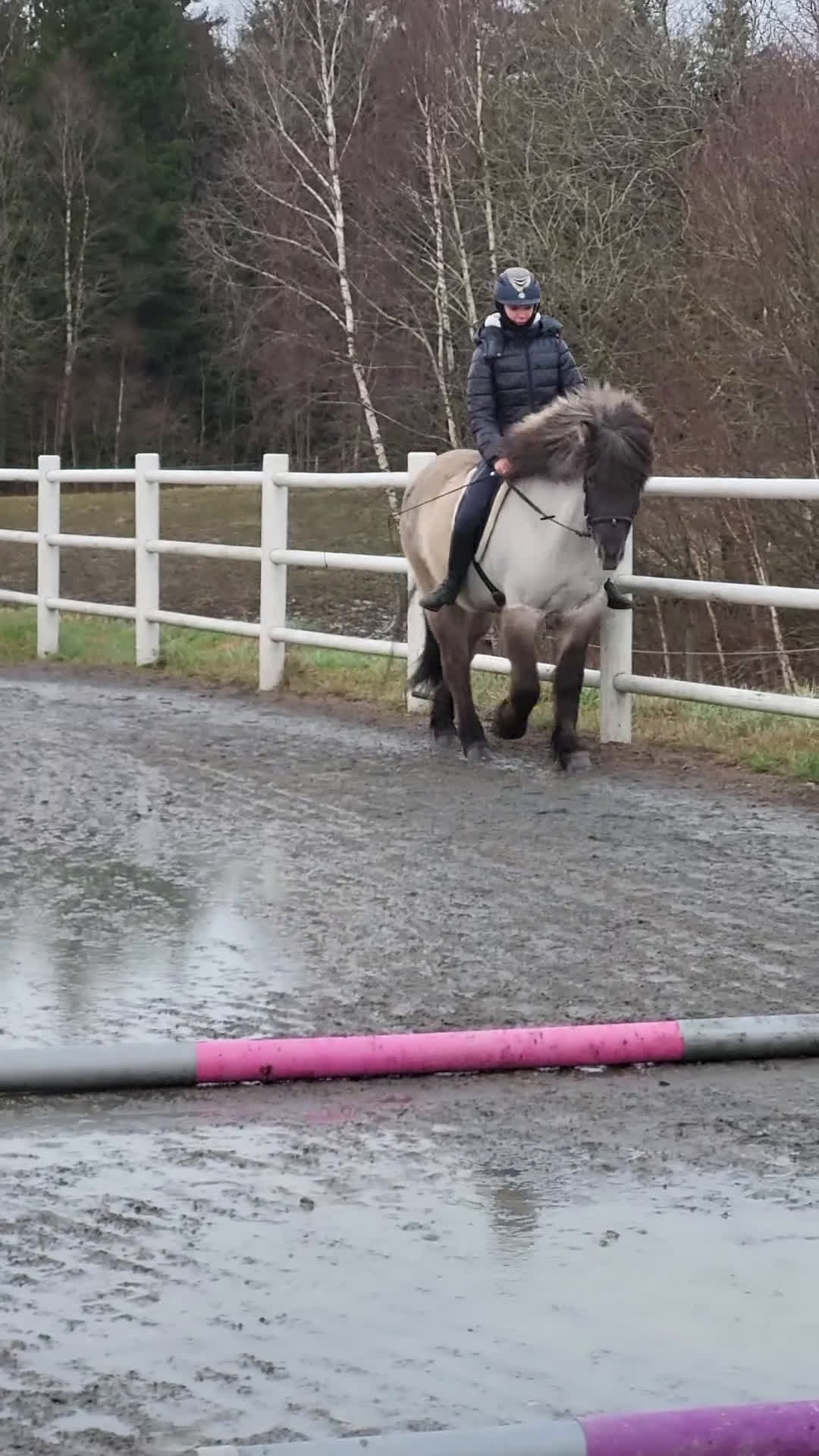 Island hästar till salu: Tindra i Vårgårda - Video 1