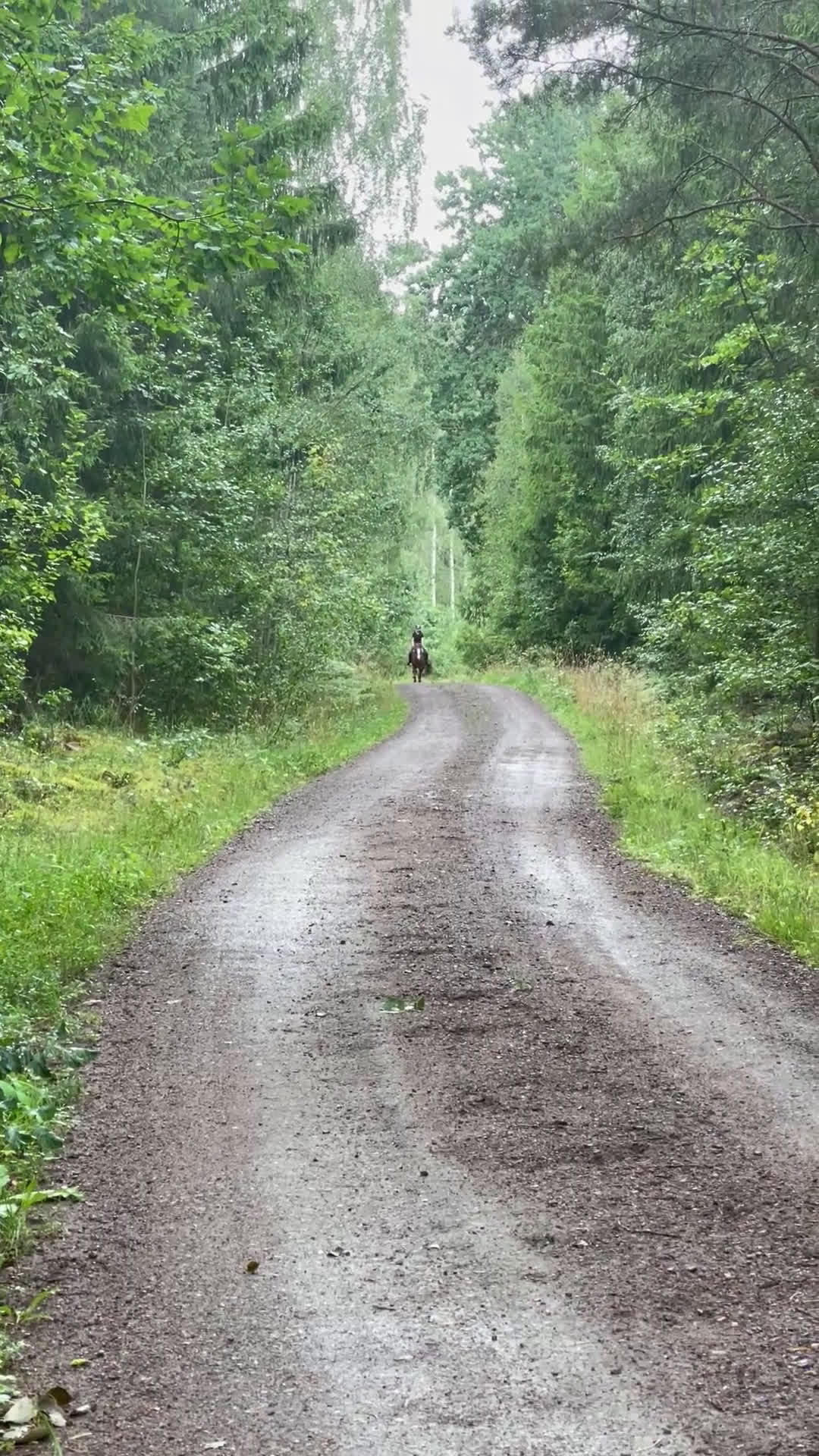 Allround hästar till salu:  Superhäftig och vacker C-ponny i Linköping - Video 3