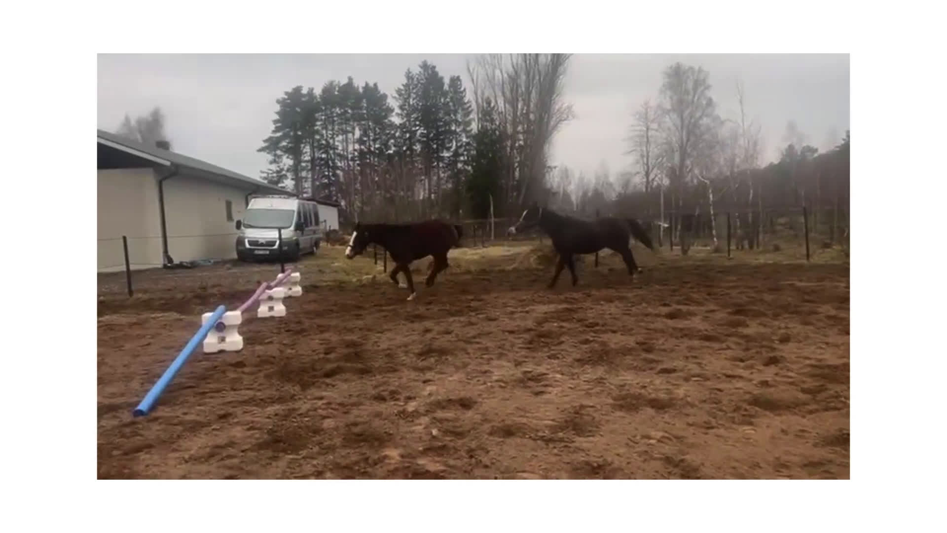 Hoppning hästar till salu: Spirited Away i Blentarp - Video 2