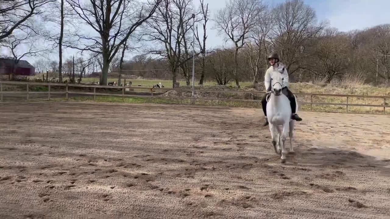 Övrigt hästar till salu: Vill du bli Smokeys nya bästis?  i Viken - Video 3