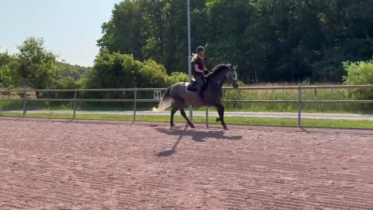 Allround hästar till salu: Snäll och arbetsvillig D-ponny - Video 1