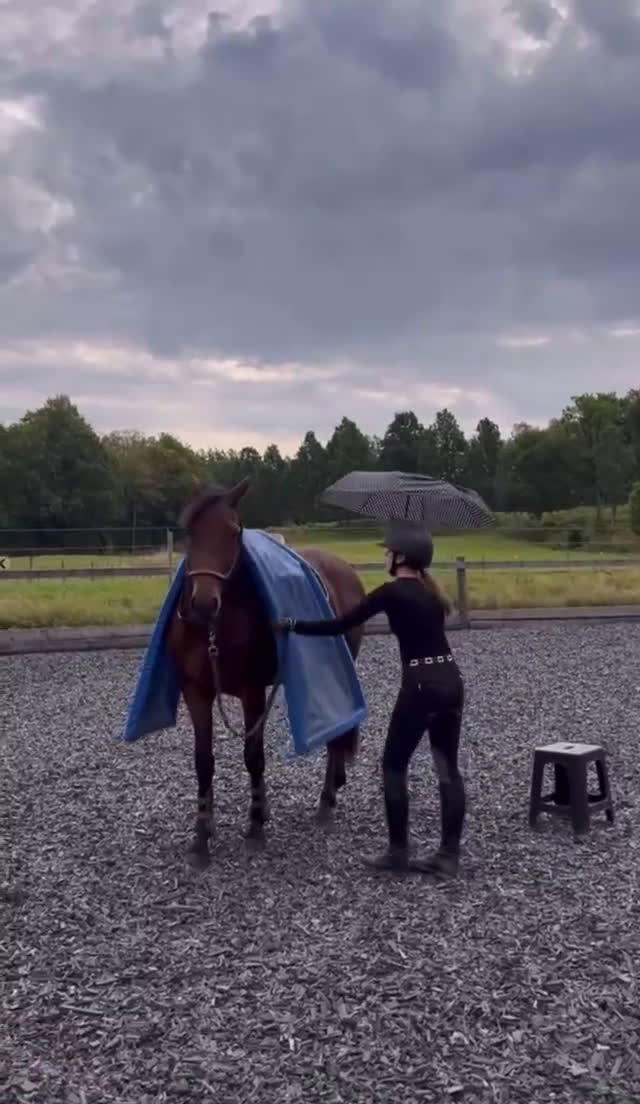 Hoppning hästar till salu: Sto redo för fyraårssäsongen - Video 1