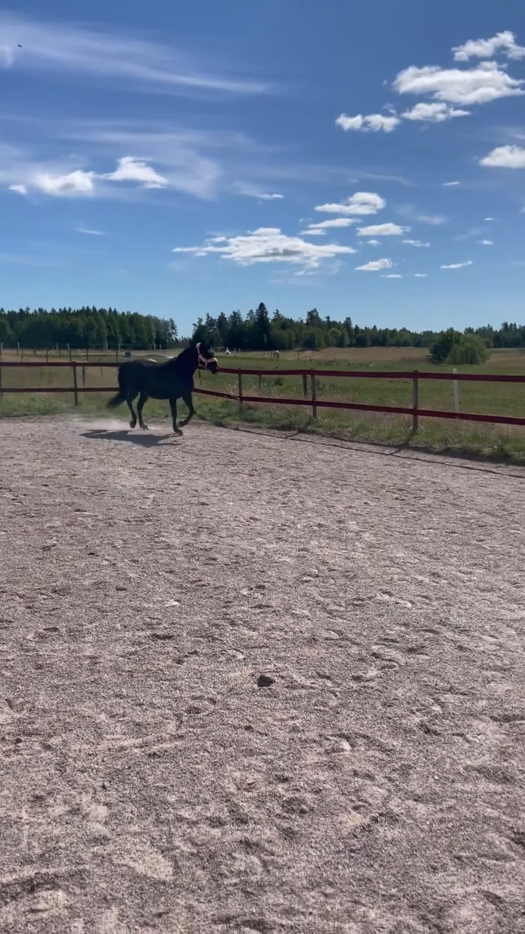 Allround hästar till salu: Fantastisk snällt sto till salu i Brålanda - Video 1
