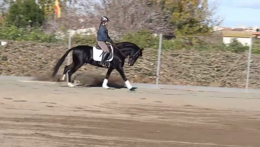 Dressyr hästar till salu: Klassig svart PRE hingst  i Halmstad - Video 1