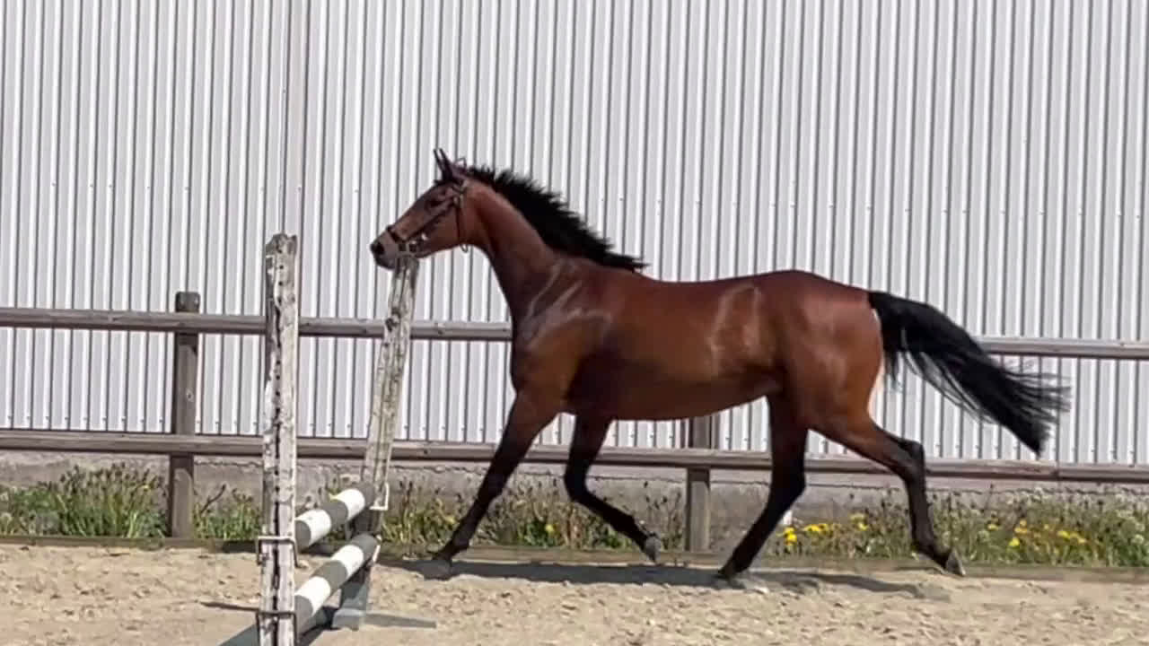 Allround hästar till salu: Flott unghäst med mycket potential i Hörby - Video 2