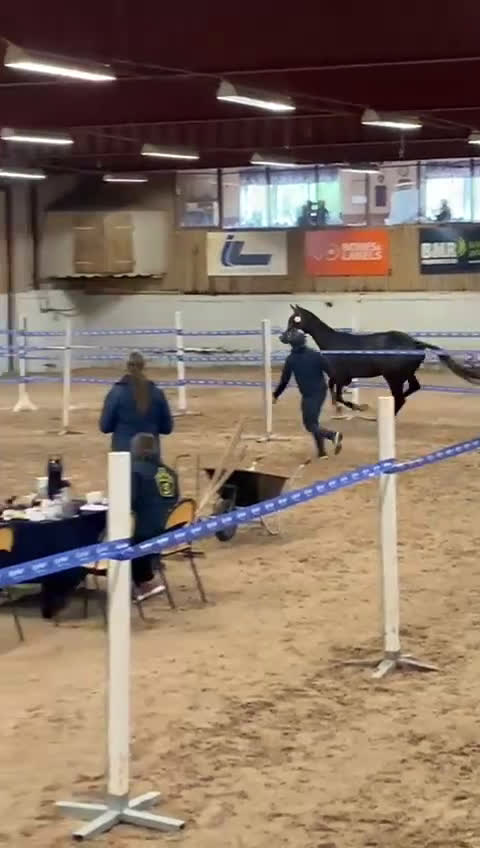 Hoppning hästar till salu: Lovande framtidsämne  i Sävsjö - Video 2