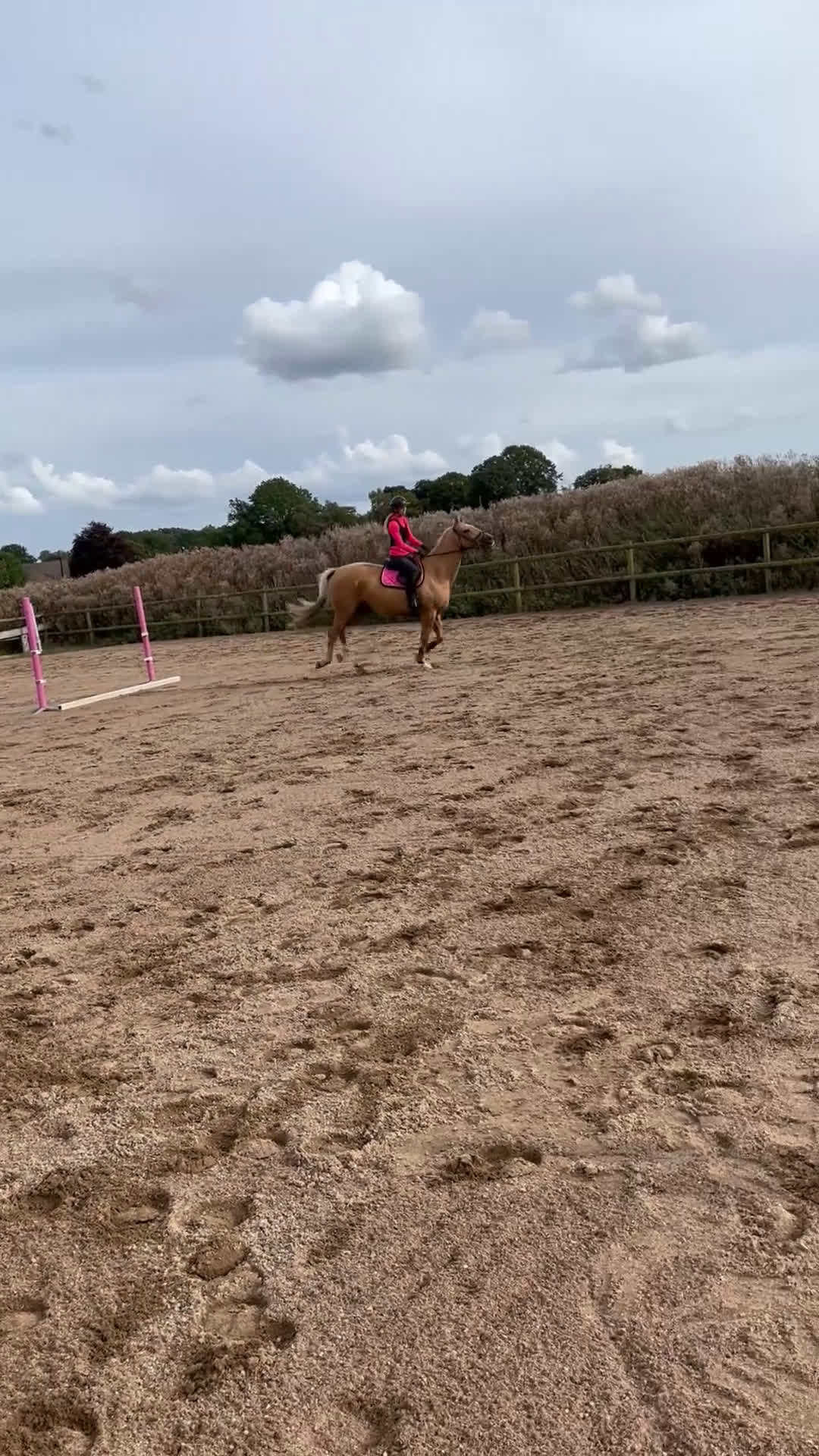 Avelshästar hästar till salu: Isabellfärgad avelssto hoppning - Video 1