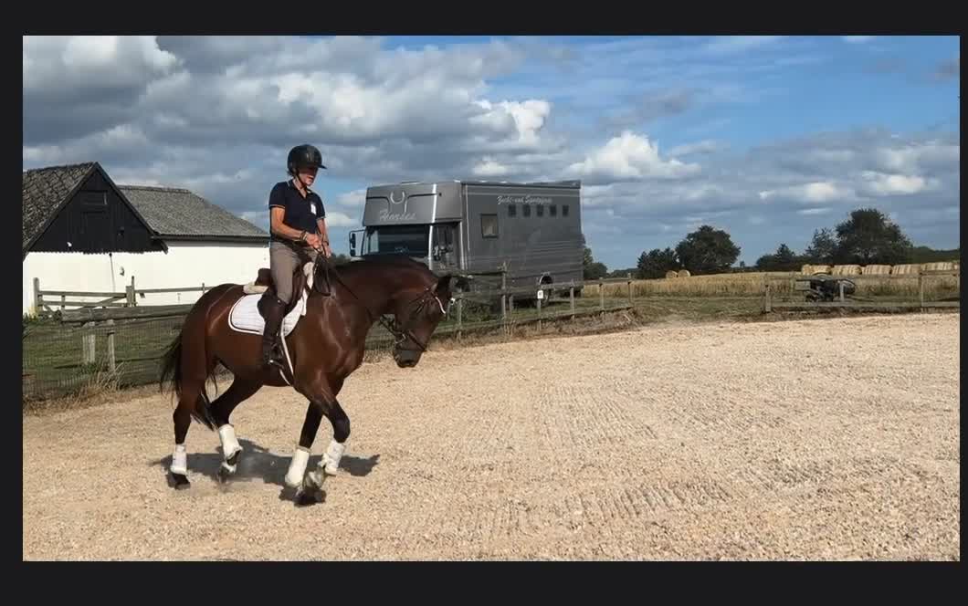 Allround hästar till salu: ⭐️TALANGFULLT STO MED DE LILLA EXTRA⭐️ - Video 3