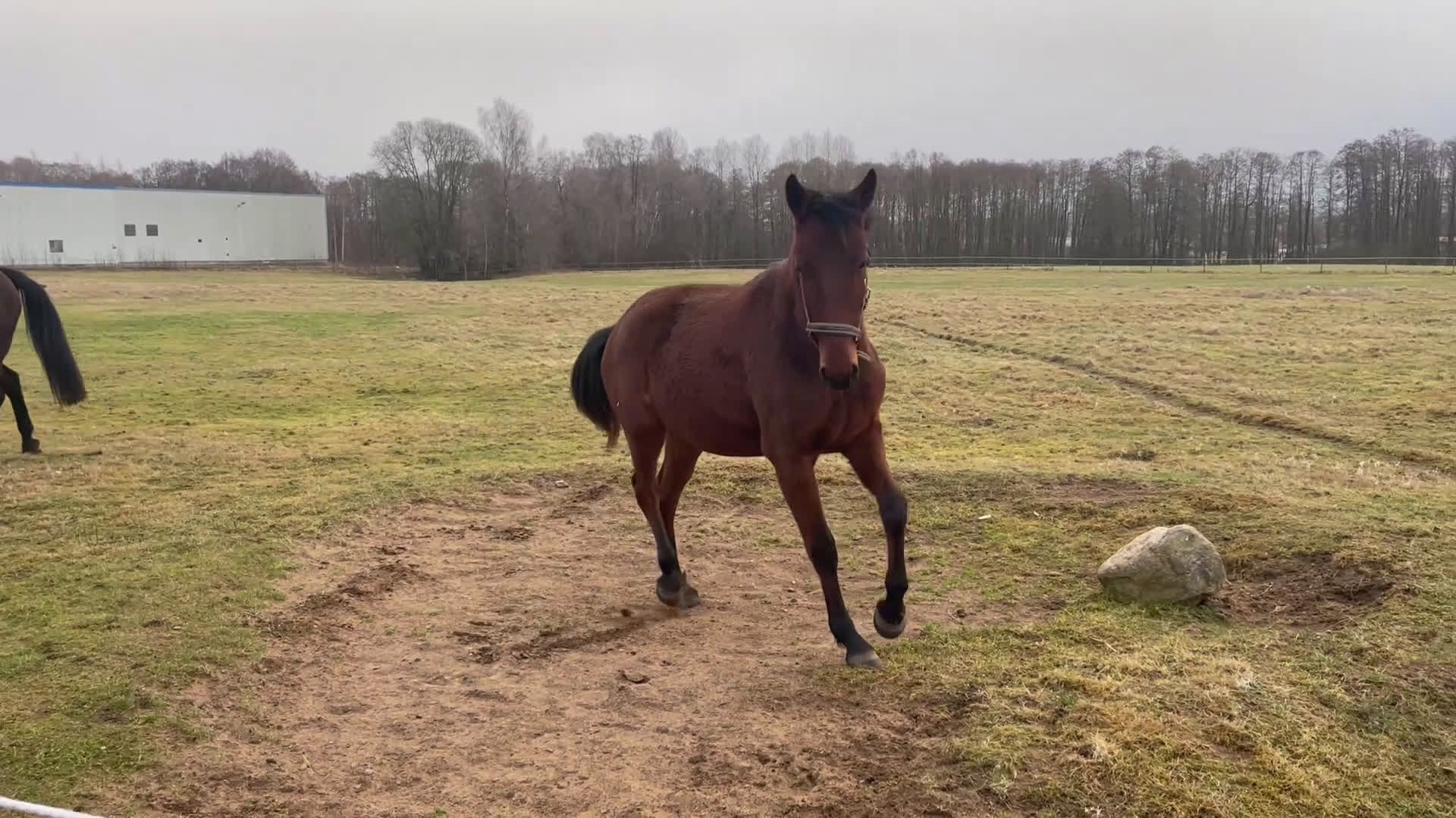 Avelshästar hästar till salu: Sto till avel  i Herrljunga - Video 1