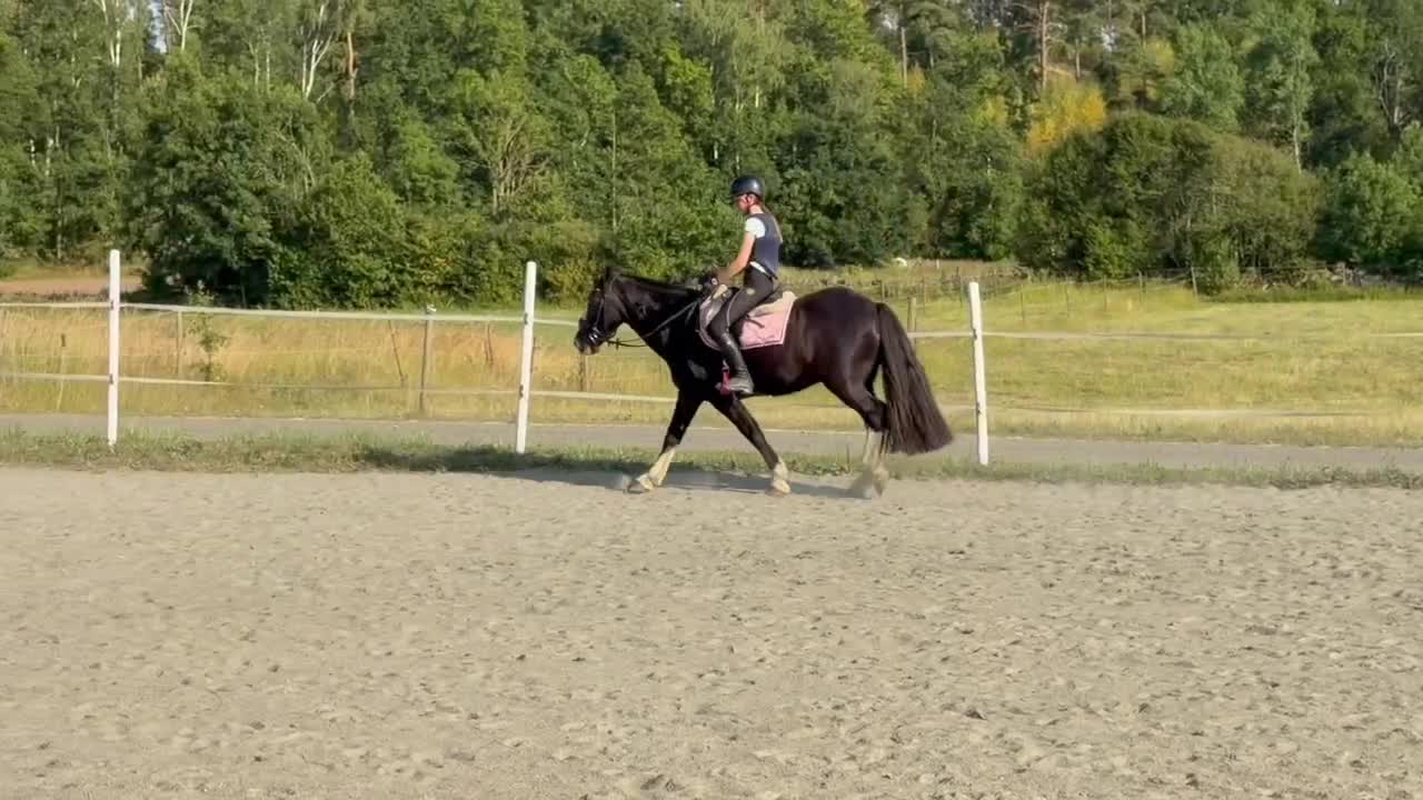 Allround hästar till salu: 10-årig valack med fantastisk inställning - Video 1