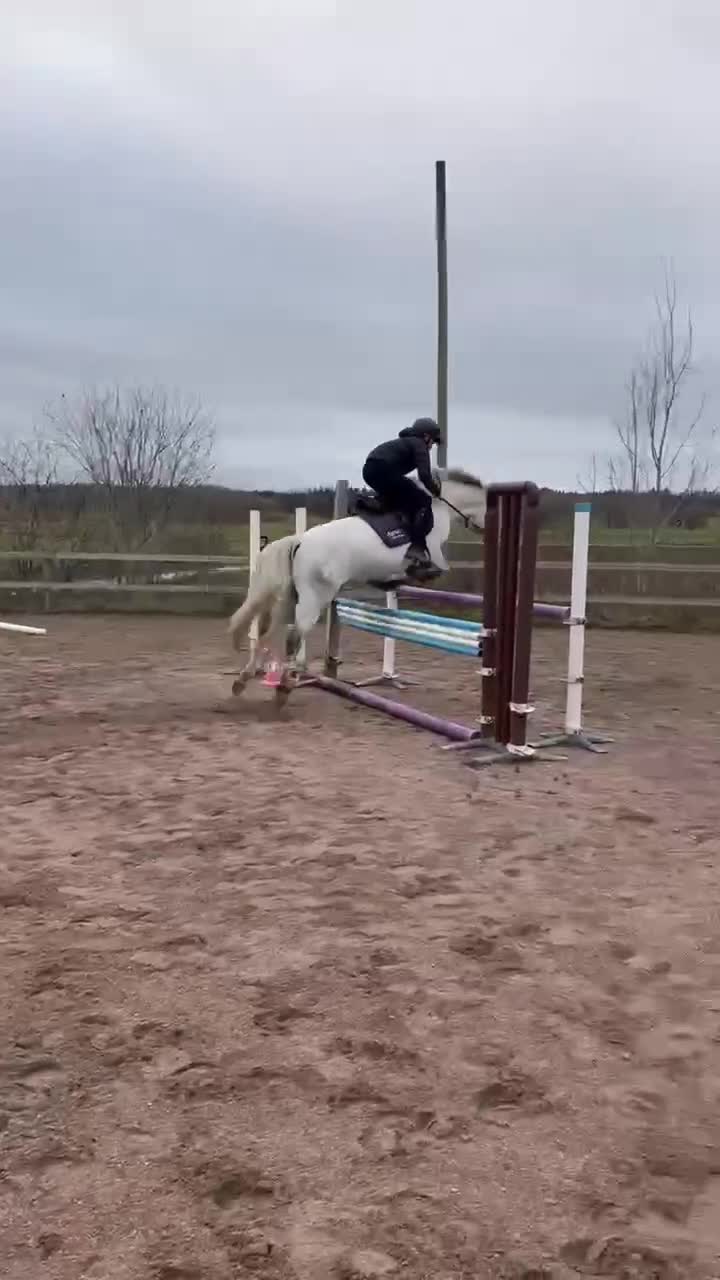 Allround hästar till salu: Trevligt och fint allroundsto - Video 3