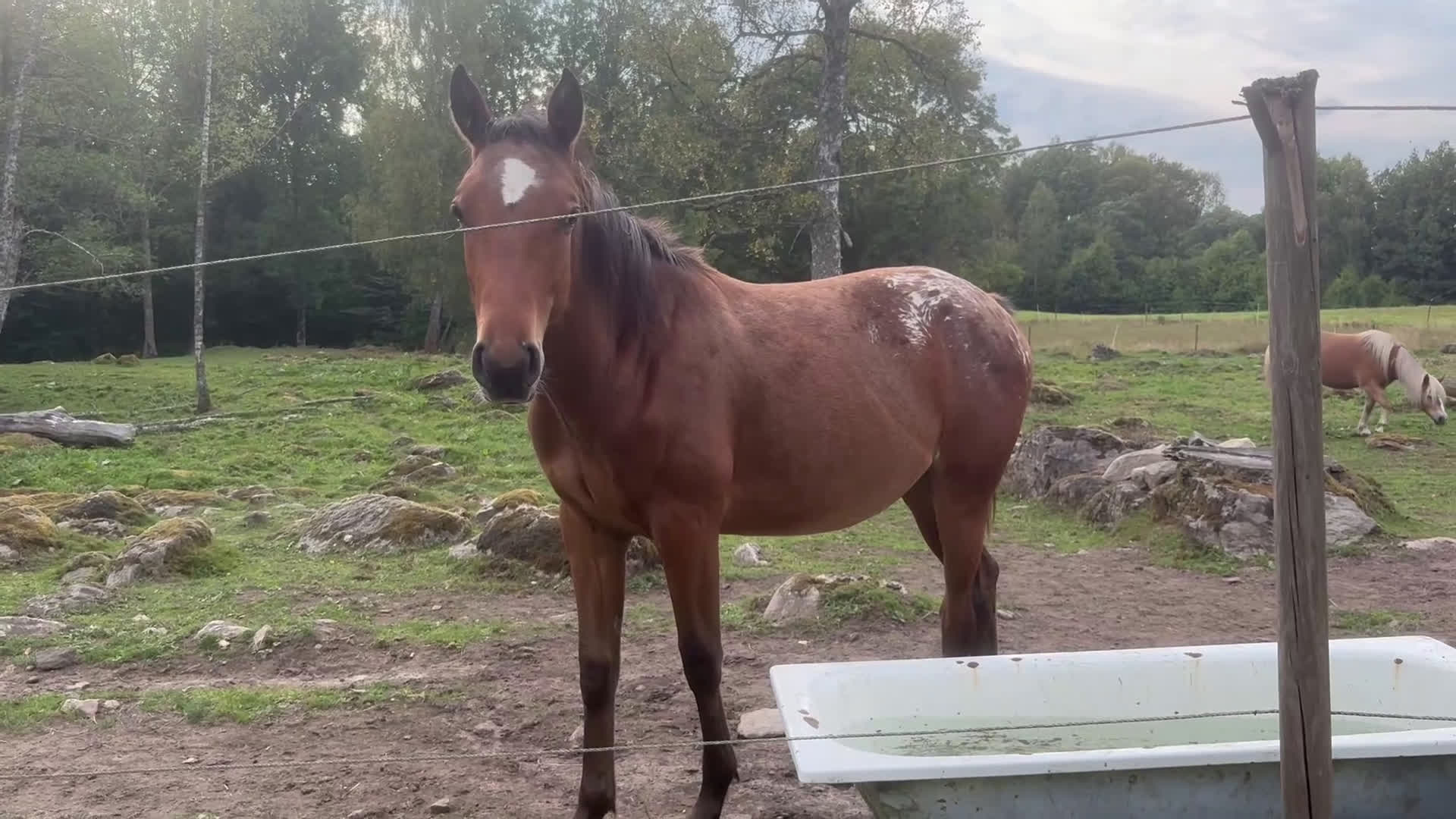 Western hästar till salu: Väldigt trevlig 1 åring  i Floda - Video 2