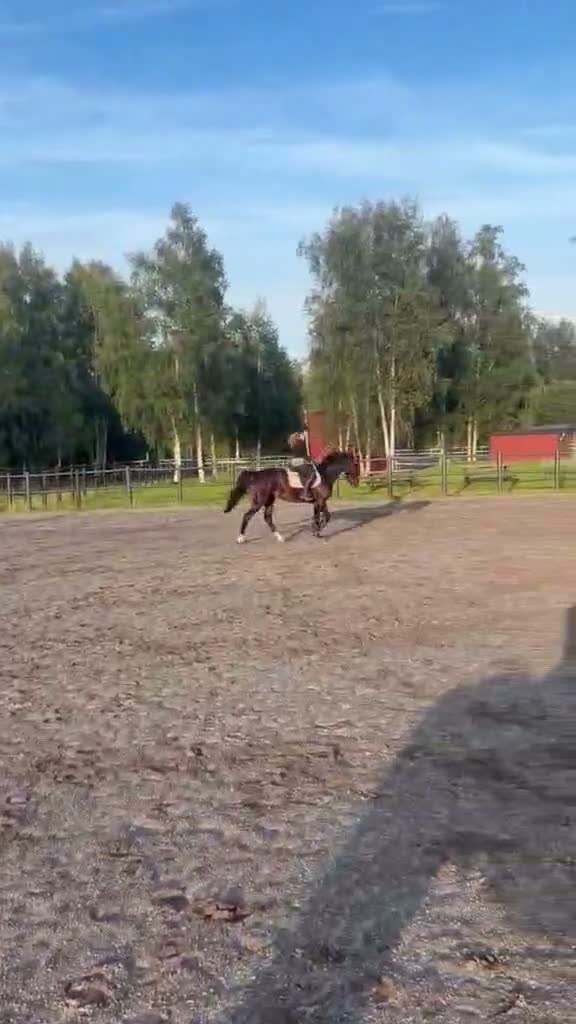 Sällskap hästar till salu: Vacker kille söker sitt för evigt hem! i Umeå - Video 2