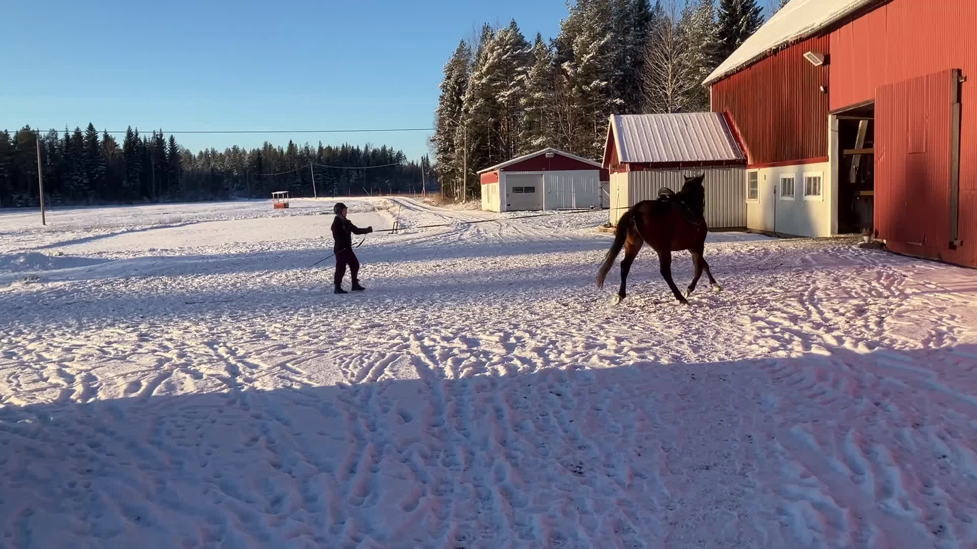 Dressyr hästar till salu: Trevlig 2 åring SWB e. Serious 1457 i Umeå - Video 2