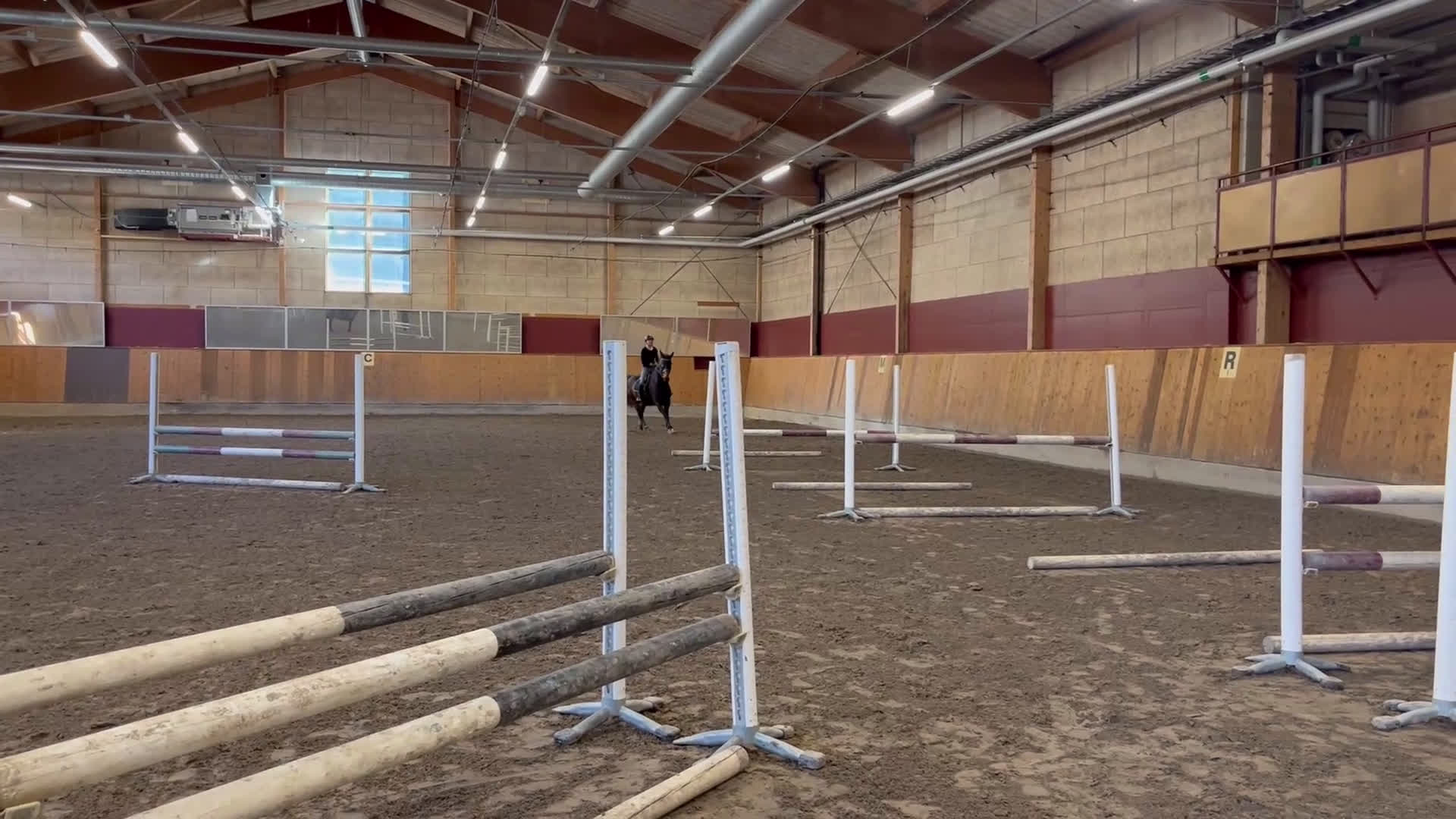 Allround hästar till salu: Snäll valack i Umeå - Video 2