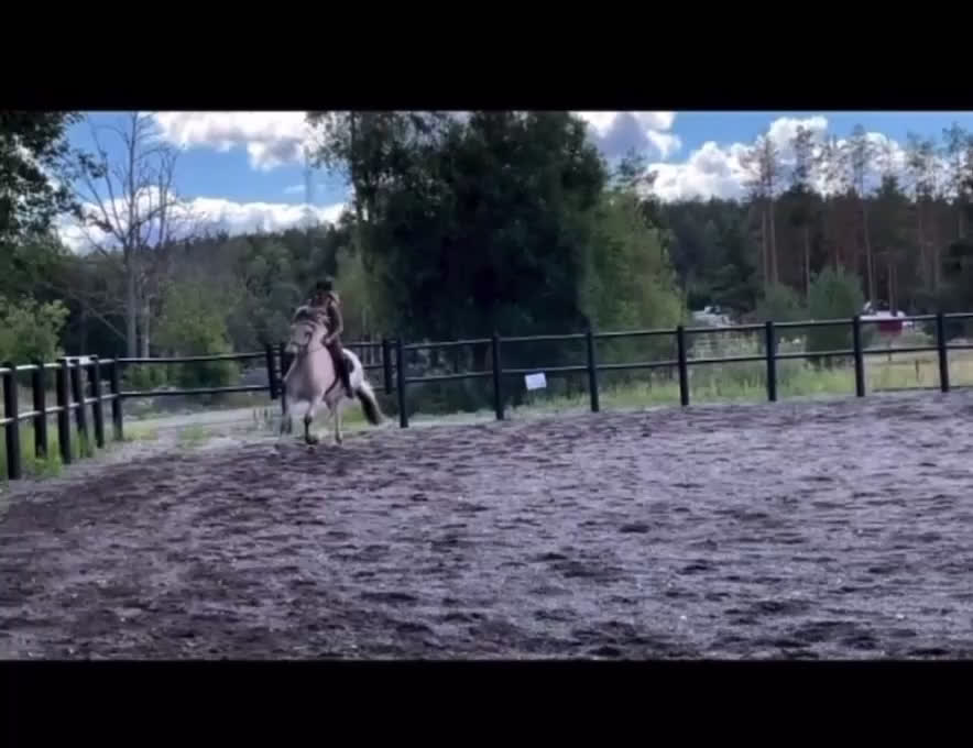  medryttarhäst finnes: Dressyr intresserad ryttare sökes till Fjording i Västerhaninge - Video 5