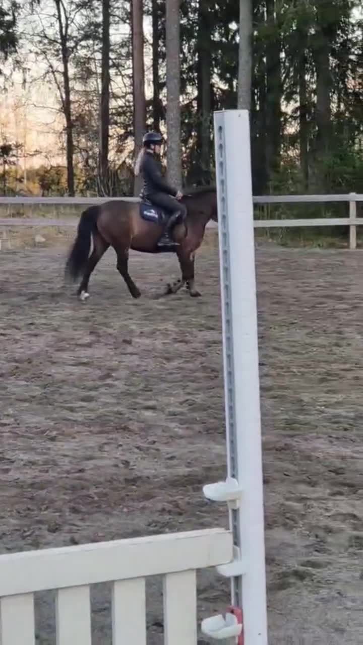 Allround hästar till salu: En ponny med hjärta på rätt ställe ❤️ - Video 2