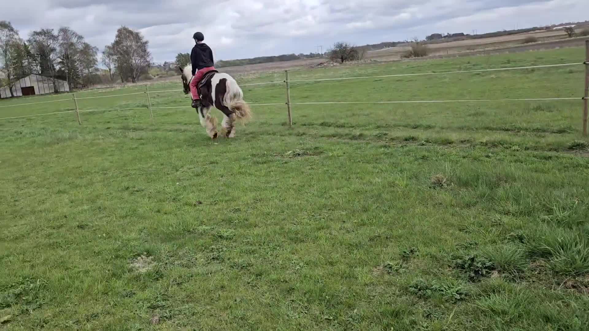 Allround hästar till salu: Irish Cob Valack, riden och körd  - Video 2