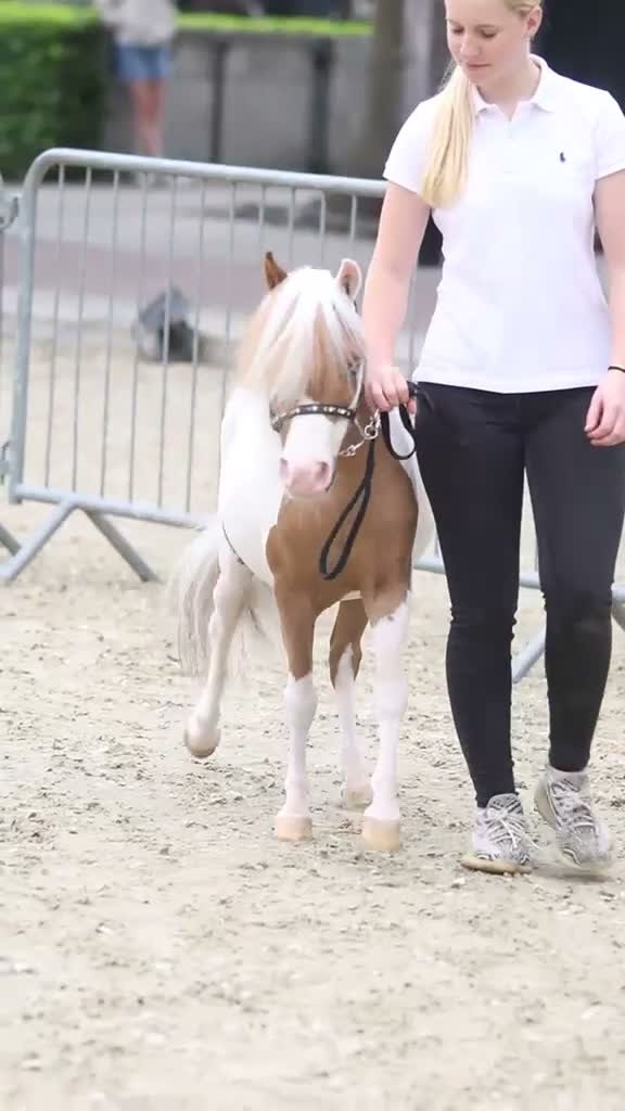 Allround hästar till salu: Jättefin miniatyr häst 💙 - Video 1