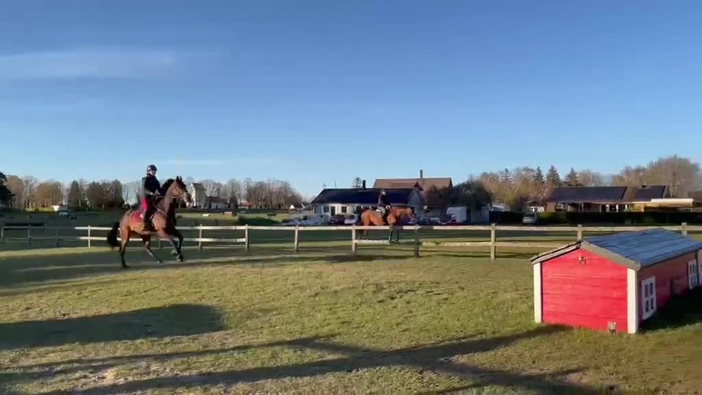Hoppning hästar till salu: Fantastiskt fin valack för framtiden - Video 4