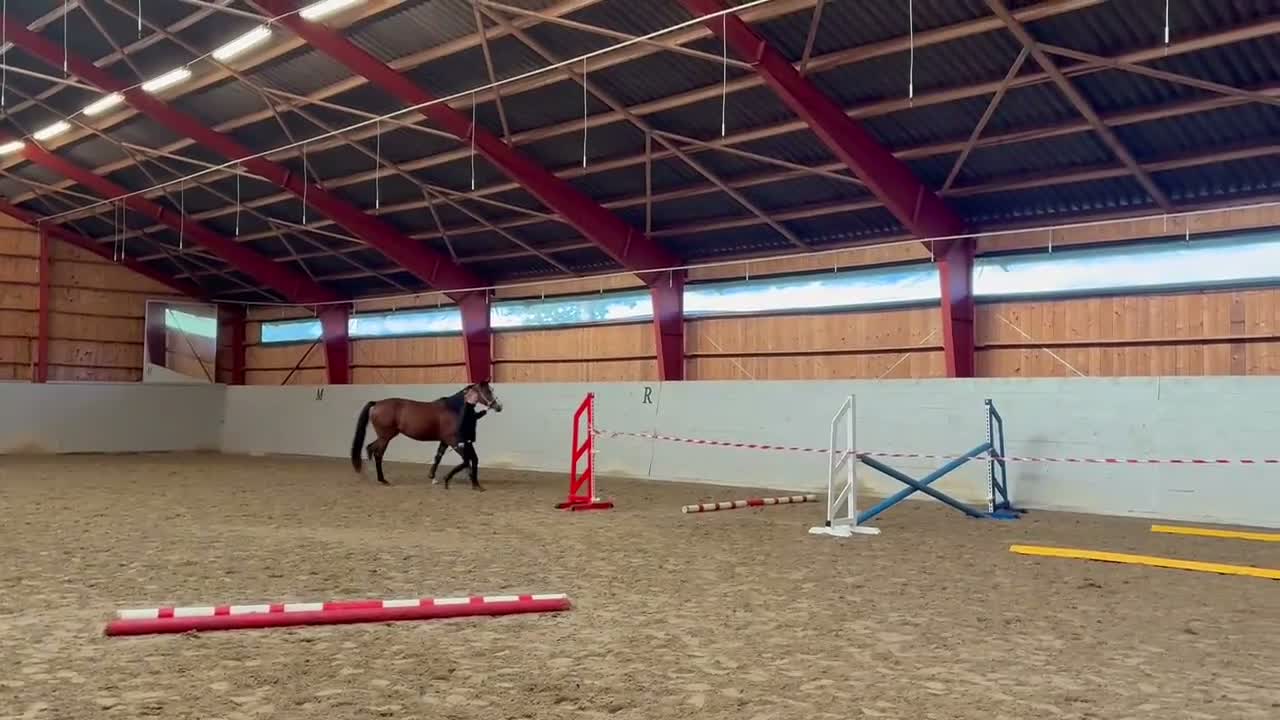 Hoppning hästar till salu: SWB 3år Ogano Sitte - Video 1