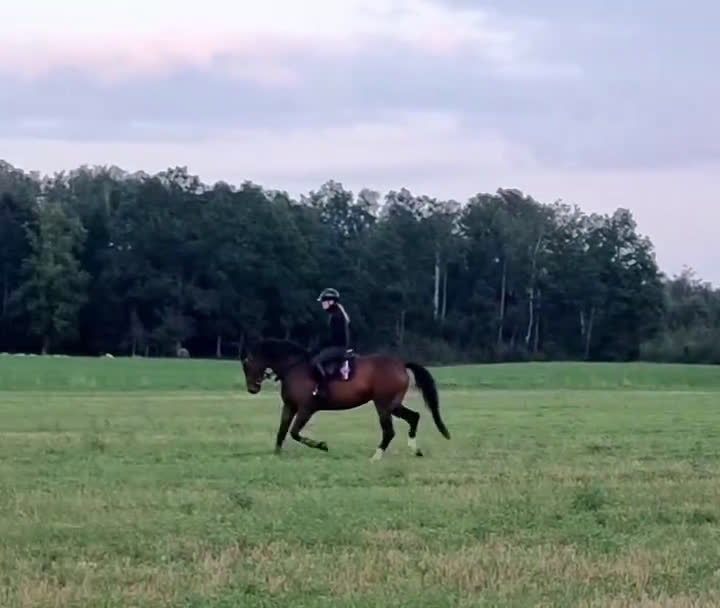 Dressyr hästar till salu: Fint sto e. Suarez - Cortez  - Video 1