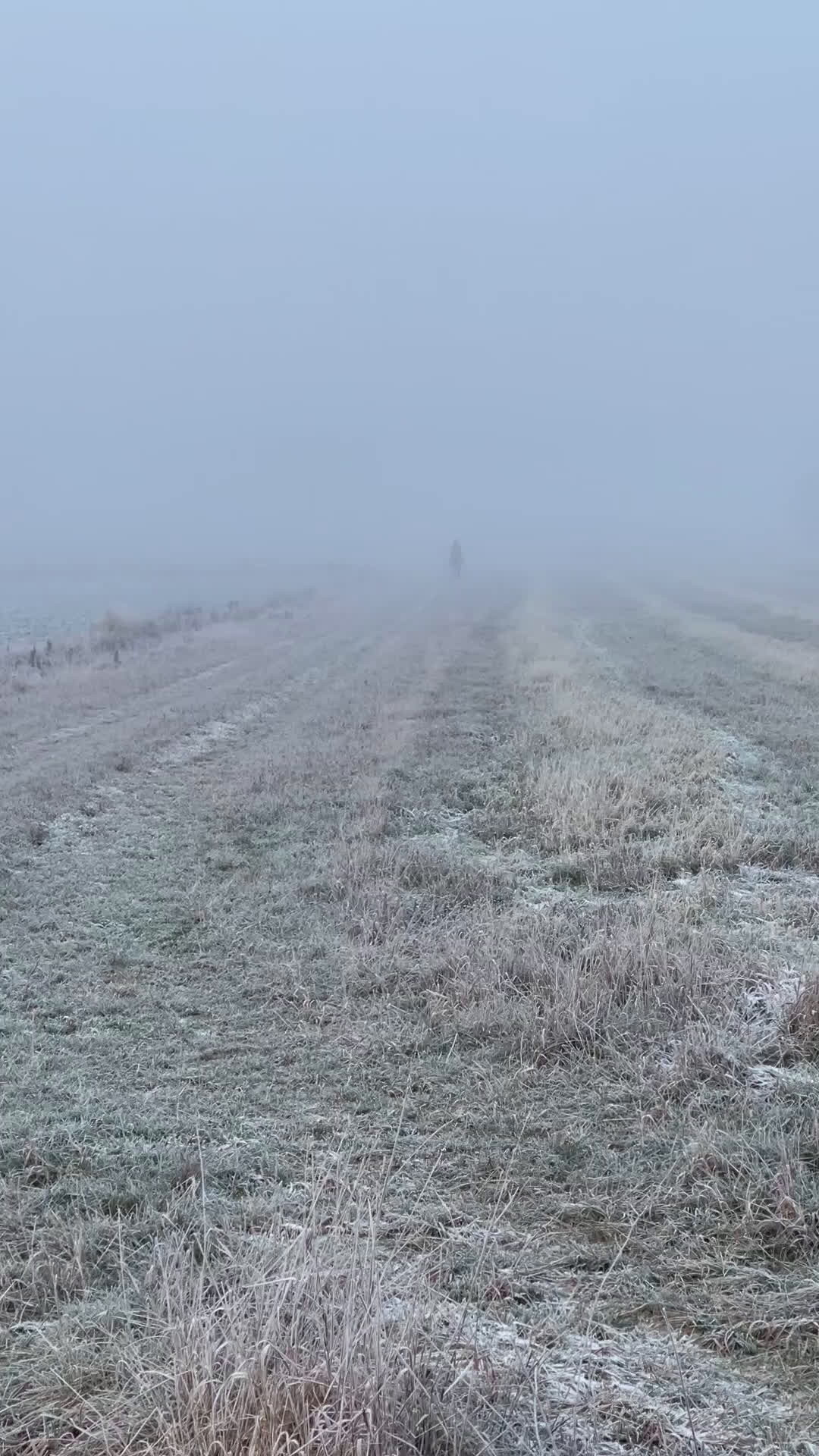 Dressyr hästar till salu: Intelligent uppmärksamt sto  - Video 2
