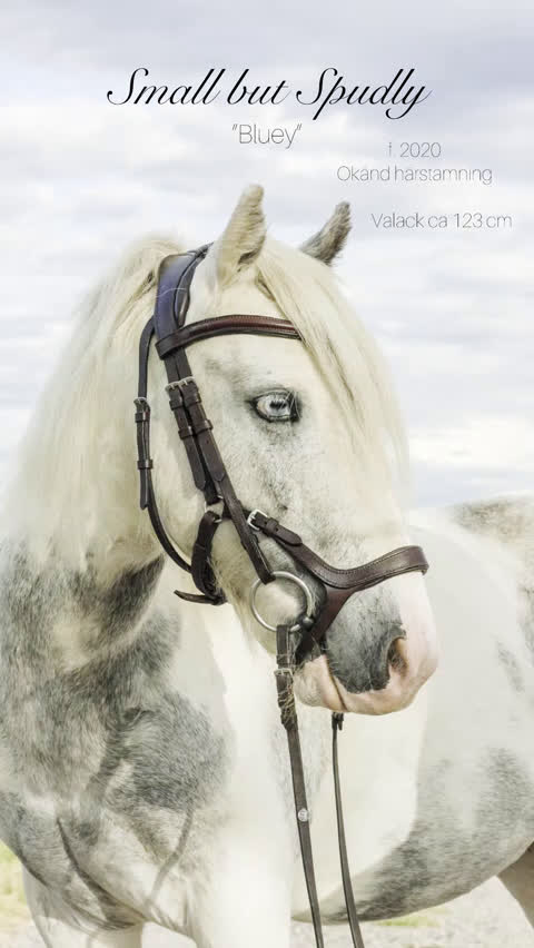 Allround hästar till salu: Framtidslöfte för familjen med tid i Jönköping - Video 1