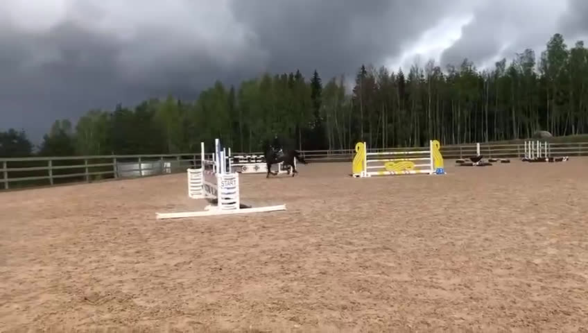 Hoppning hästar till salu: Tenjaku, framtidens segrare på hoppbanan,  i Mörarp - Video 3