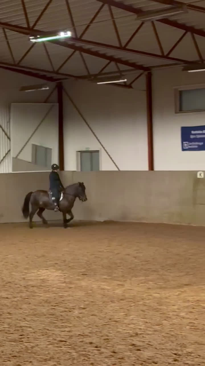  medryttarhäst sökes: Medryttarhäst sökes!  i Tyresö - Video 1