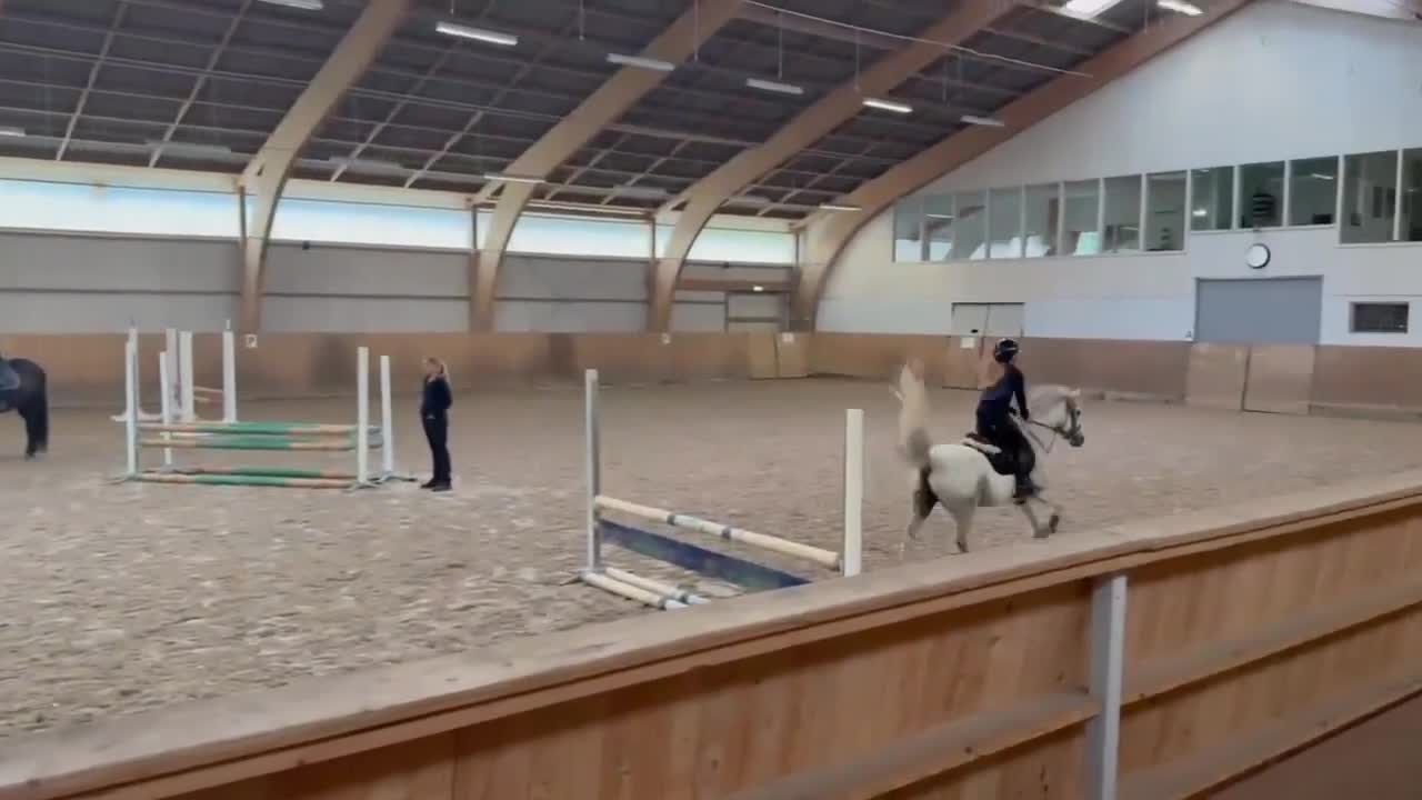 Hoppning hästar till salu: Rosettplockare & bästa vän  - Video 3