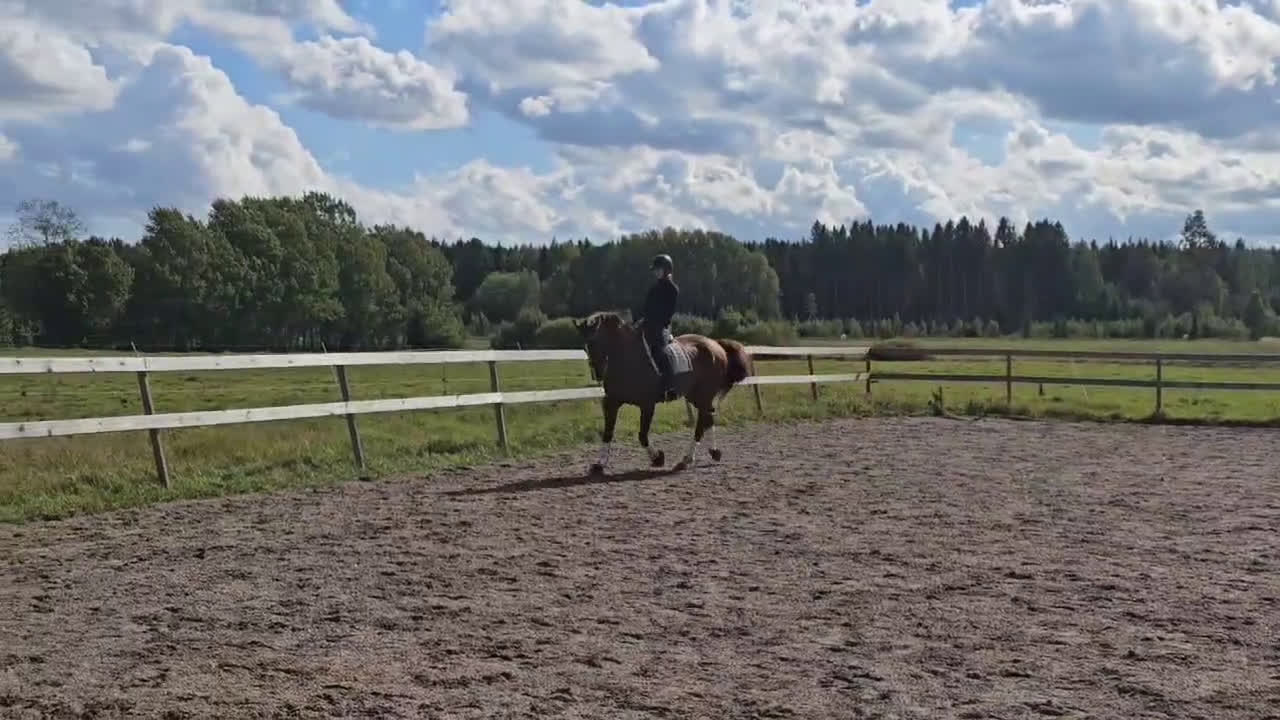 Dressyr hästar till salu: Mycket fint dressyrsto  i Skövde - Video 1