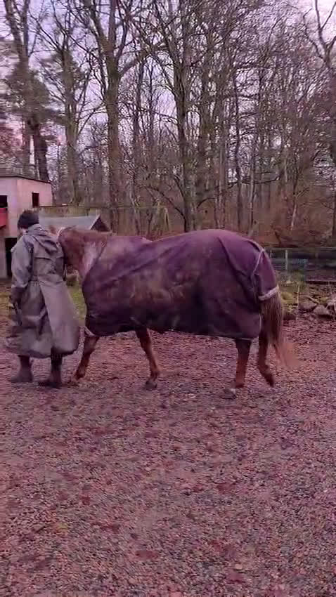 Allround hästar till salu: Drömponny  i Munka-ljungby - Video 2