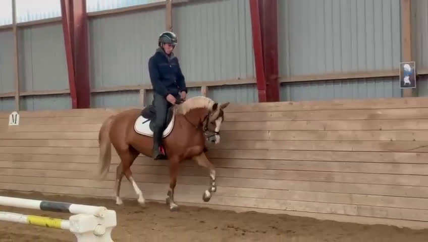 Dressyr hästar till salu: 🌟Smuk og dobbelt talentfuld ponyhoppe sælges 🌟 i Tune, Själland - Video 1