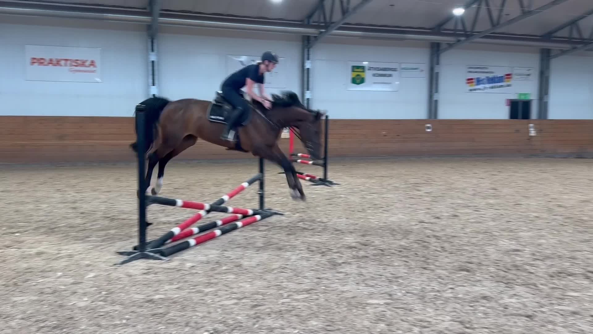 Hoppning hästar till salu: Trevligt sto med toppstam - Video 1