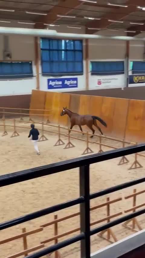 Hoppning hästar till salu: Jättefin häst till ett jättebra pris!  - Video 3